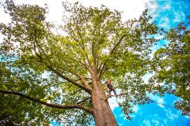 Best Tree Preservation Services  in Warsaw, VA
