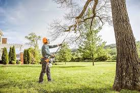 Best Firewood Processing and Delivery  in Warsaw, VA