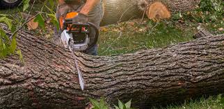  Warsaw, VA Tree Services Pros