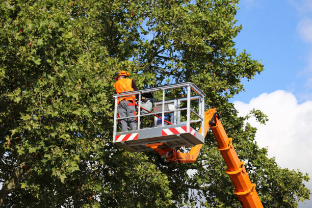 Best Tree Mulching  in Warsaw, VA