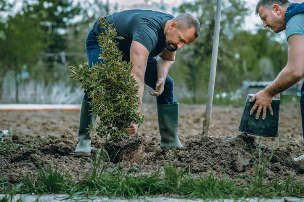 Best Tree Disease Treatment  in Warsaw, VA
