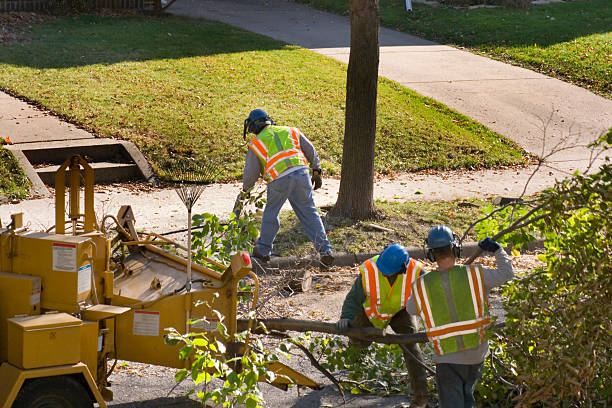 How Our Tree Care Process Works  in  Warsaw, VA