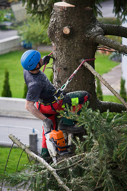Best Root Management and Removal  in Warsaw, VA
