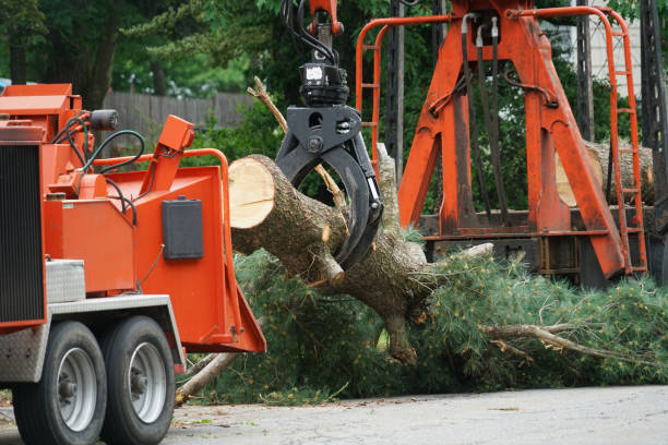 Best Commercial Tree Services  in Warsaw, VA