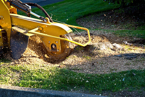 Best Hazardous Tree Removal  in Warsaw, VA