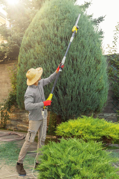 Best Pest Control for Lawns  in Warsaw, VA