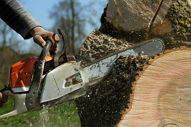 Best Tree Cabling and Bracing  in Warsaw, VA