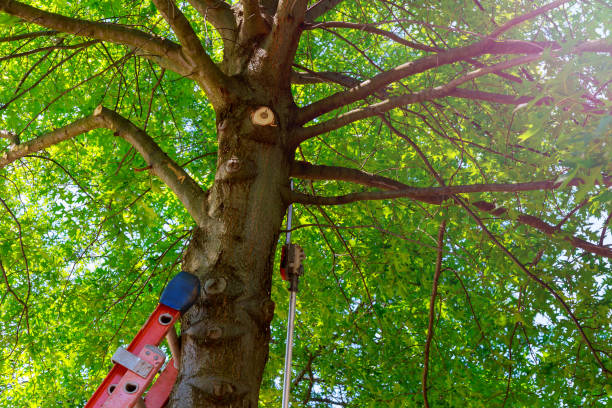 Best Fruit Tree Pruning  in Warsaw, VA